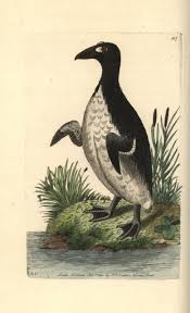 Image result for Pinguinus impennis