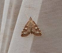 Attēlu rezultāti vaicājumam “Udea olivalis”