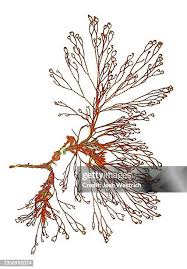 Attēlu rezultāti vaicājumam “Ceramium sp.”