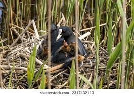 Attēlu rezultāti vaicājumam “Fulica atra nest”