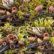 Attēlu rezultāti vaicājumam “Myriosclerotinia scirpicola”