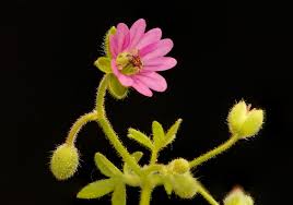 Attēlu rezultāti vaicājumam “Geranium molle flower”