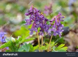 Attēlu rezultāti vaicājumam “Corydalis cava”