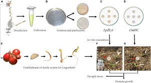 Attēlu rezultāti vaicājumam “Lachnum corticale”