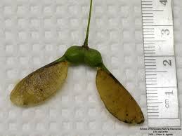 Attēlu rezultāti vaicājumam “Acer saccharinum fruit”