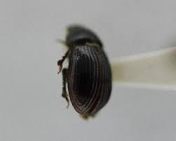 Attēlu rezultāti vaicājumam “Aegialia arenaria”