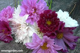 Image result for Cosmos bipinnatus `Double Click`