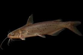 Image result for Ictalurus punctatus