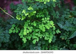 Attēlu rezultāti vaicājumam “Thalictrum lucidum leaf”