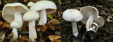 Attēlu rezultāti vaicājumam “Tricholoma album”