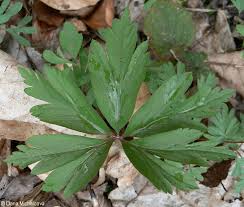 Attēlu rezultāti vaicājumam “Anemone ranunculoides leaf”