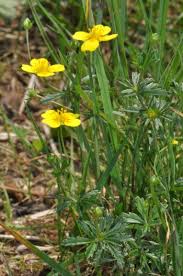 Image result for Potentilla erecta