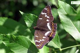 Attēlu rezultāti vaicājumam “Limenitis populi upperside”