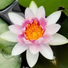 Attēlu rezultāti vaicājumam “Nymphaea candida leaf”