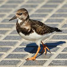 Attēlu rezultāti vaicājumam “Arenaria interpres”