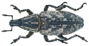 Attēlu rezultāti vaicājumam “Cleonis pigra”