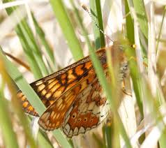 Attēlu rezultāti vaicājumam “Euphydrias aurinia”