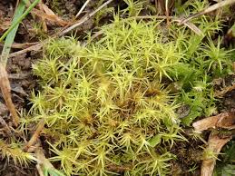 Attēlu rezultāti vaicājumam “Weissia squarrosa”