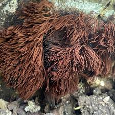 Attēlu rezultāti vaicājumam “Stemonitis splendens spores”