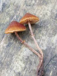 Attēlu rezultāti vaicājumam “Lycogala roseosporum spores”