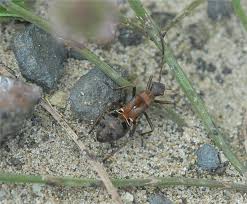 Attēlu rezultāti vaicājumam “Alydus calcaratus imago”
