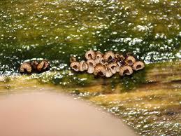 Attēlu rezultāti vaicājumam “Merismodes anomala”