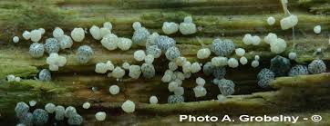 Attēlu rezultāti vaicājumam “Hypocrea gelatinosa”