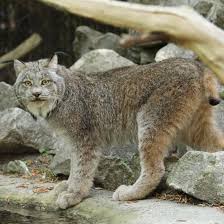 Afbeeldingsresultaat voor lynx