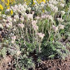 Attēlu rezultāti vaicājumam “Antennaria dioica leaf”