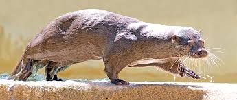 Attēlu rezultāti vaicājumam “Lutra lutra”