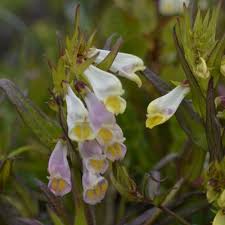Attēlu rezultāti vaicājumam “Melampyrum pratense”
