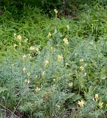 Attēlu rezultāti vaicājumam “Linaria loeselii leaf”