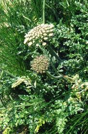 Attēlu rezultāti vaicājumam “Daucus carota subsp. carota”