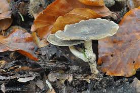 Attēlu rezultāti vaicājumam “Polyporus brumalis”