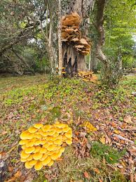 Attēlu rezultāti vaicājumam “Armillaria mellea”