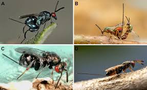 Attēlu rezultāti vaicājumam “Torymidae”