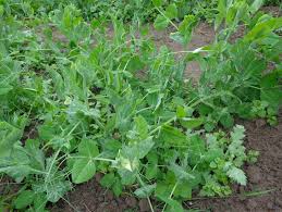 Attēlu rezultāti vaicājumam “Pisum sativum leaf”