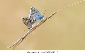 Attēlu rezultāti vaicājumam “Plebejus argus”