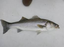 Image result for Morone saxatilis