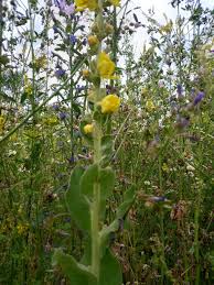 Image result for Verbascum phlomoides