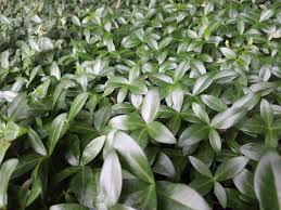 Attēlu rezultāti vaicājumam “Vinca minor leaf”