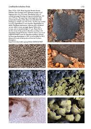 Attēlu rezultāti vaicājumam “Lindbladia tubulina”