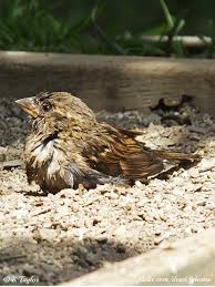 Attēlu rezultāti vaicājumam “Passer domesticus juvenile”