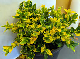 Attēlu rezultāti vaicājumam “Adoxus obscurus”