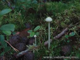 Attēlu rezultāti vaicājumam “Protostropharia alcis”