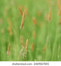 Attēlu rezultāti vaicājumam “Alopecurus pratensis flower”