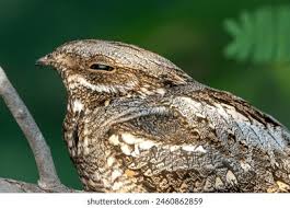 Attēlu rezultāti vaicājumam “Caprimulgus europaeus adult”