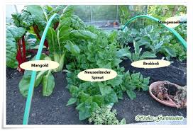 Image result for Neuseeländer Salat