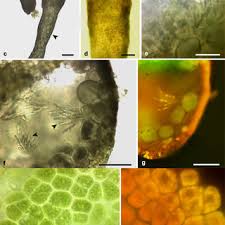 Attēlu rezultāti vaicājumam “Lemanea fluviatilis”