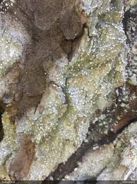 Attēlu rezultāti vaicājumam “Arthonia byssacea”